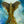 Angel Warm-Up Paintings (Scroll Through to View and Choose)