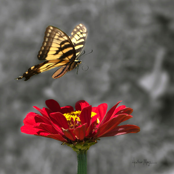 Fluttering By